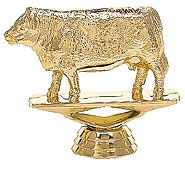 Angus Cow
