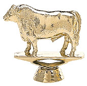 Angus Bull
