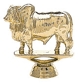 Brahma Bull
