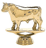 Dairy Bull